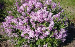 Сирень венгерская описание