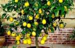 Как ухаживать за комнатным лимоном