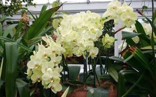 Как размножить орхидею