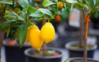 Размножение лимона черенками