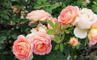 Розы остина сорта и описание