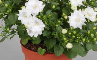 Колокольчики домашние