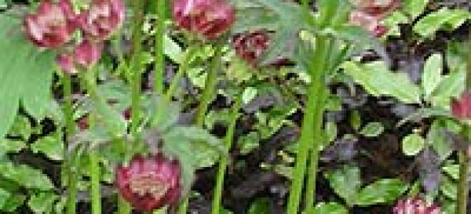 Астранция крупная