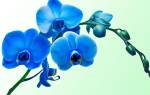 Орхидея ванда голубая
