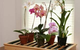 Как взять отросток у орхидеи