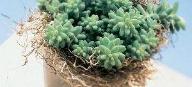 Неприхотливые в уходе домашние растения