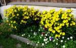 Желтые цветы в саду