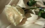 К чему дарят белые розы женщине