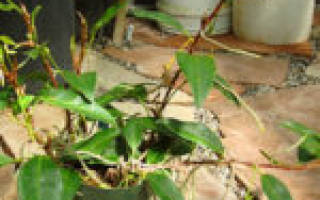 Антуриум размножение листом