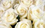 Белая роза цветок