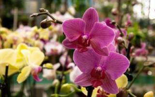 Что делать с орхидеей после цветения