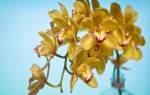 Орхидея с длинными узкими листьями