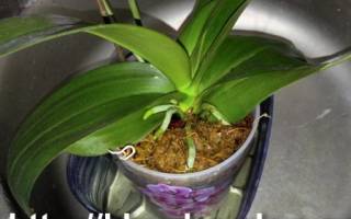 Как часто нужно поливать орхидею