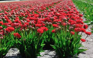 Желтые поля что растет