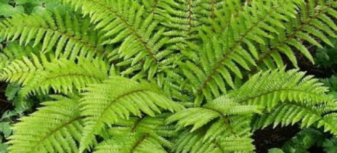 Комнатный папоротник уход