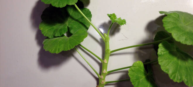 Как размножается герань в домашних условиях