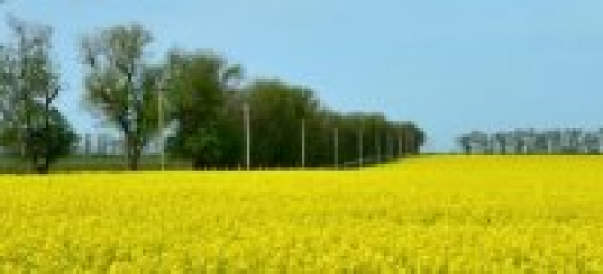 Лучшие сидераты для дачи