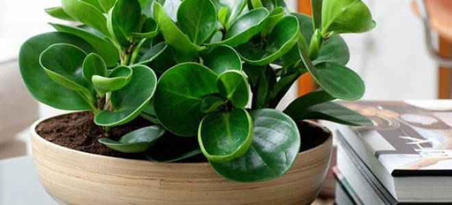 Пеперомия туполистная уход в домашних условиях