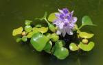 Эйхорния водяной гиацинт