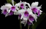 Плесень на орхидеях как избавиться