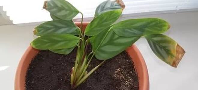 Почему сохнут листья