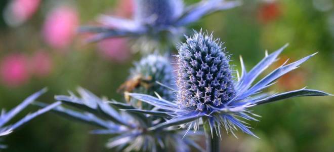 Растение с синими цветами