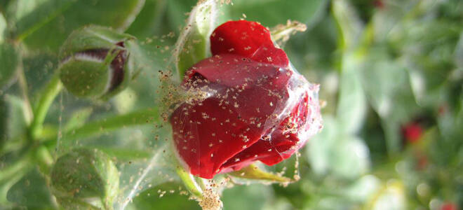 Лучшее средство от паутинного клеща