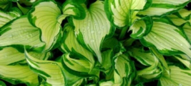 Хоста выращивание и уход в открытом грунте