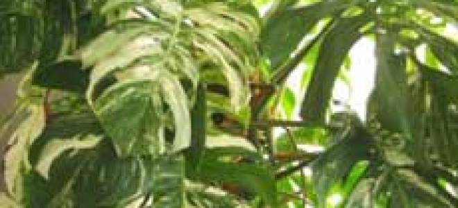 Монстера желтеют листья