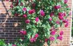 Розы плетистые в сибири