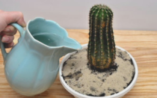 Как часто поливать кактус в домашних условиях