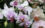 Уход за орхидеей фаленопсис