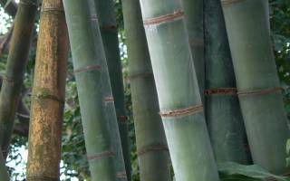 Бамбук комнатное растение уход размножение