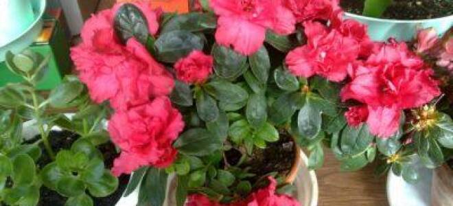 Как ухаживать за азалией