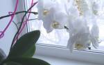 Орхидея комнатный цветок