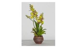 Орхидея онцидиум уход в домашних условиях