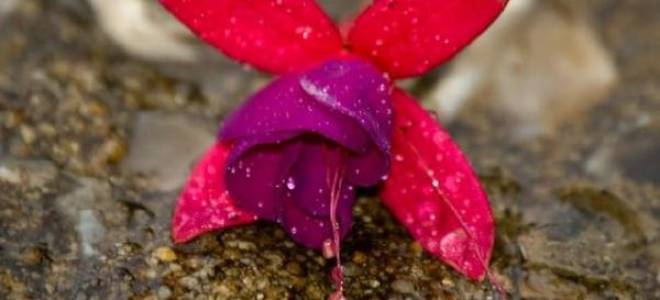 Почему у гибискуса опадают бутоны