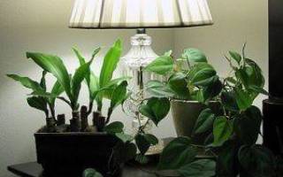 Тенелюбивые растения для квартиры