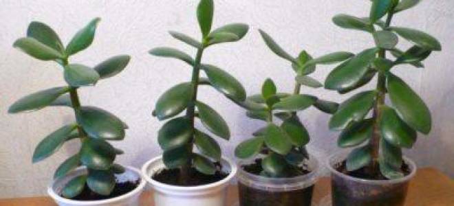 Удобрение для толстянки