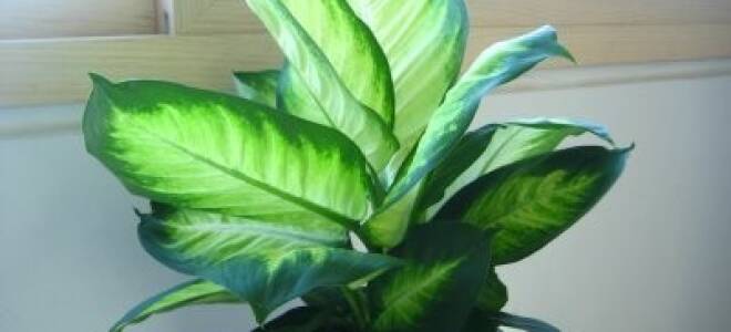 Почему у диффенбахии скручиваются листья