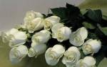 Белые розы значение цветов
