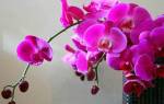 Цветы комнатные орхидея