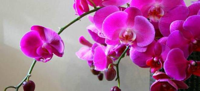 Орхидея как ухаживать в домашних