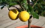 Чем подкормить лимон в домашних условиях