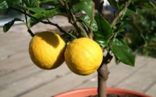 Чем подкормить лимон в домашних условиях
