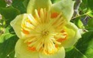 Лириодендрон тюльпанное дерево