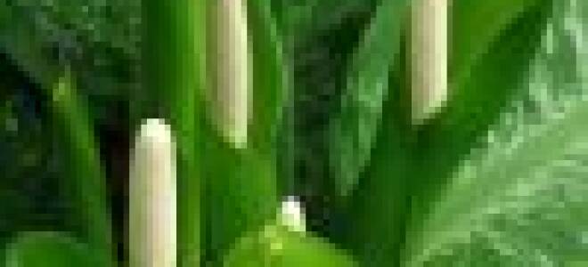 Диффенбахия компакта уход в домашних условиях