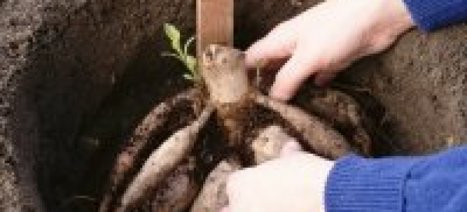 Георгины выращивание уход