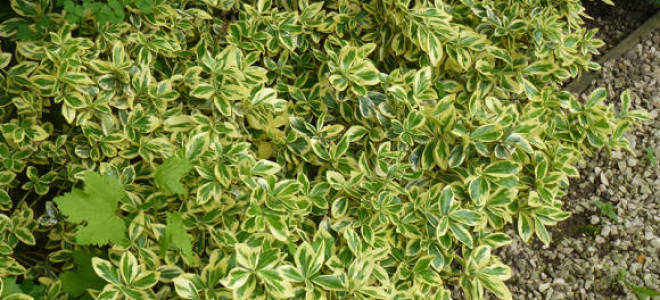 Бересклет форчуна