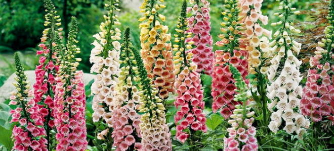 Наперстянка желтая